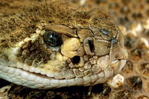 
Pit vipers (which includes the rattlesnake, shown here, and the copperhead and cottonmouth) are so named for their distinguishing facial pits. Located between their eyes and nostrils, these pits sense heat and help the snakes detect prey.
